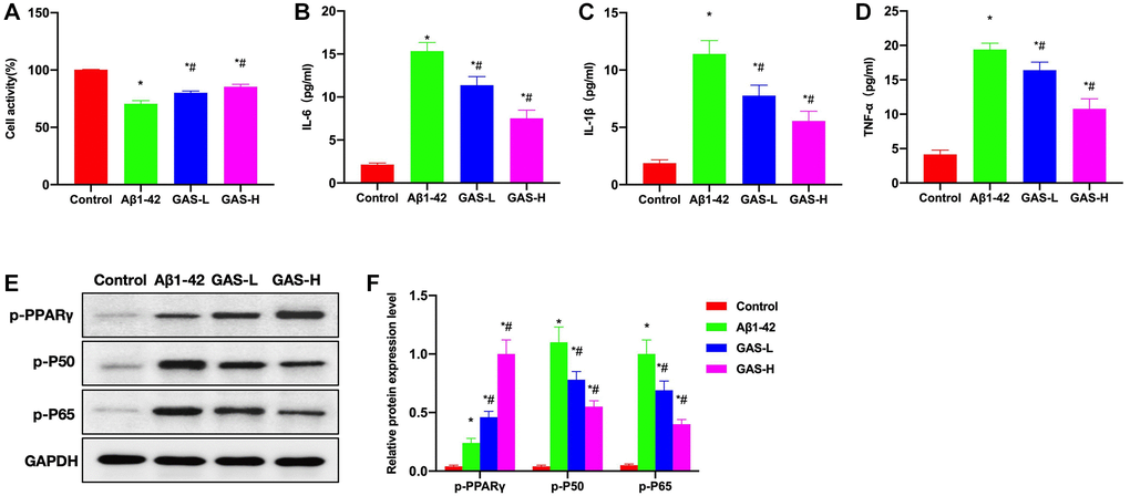 GAS inhibited the microglial inflammation. (A) CCK-8 (n = 3), GAS could inhibit amyloid-induced microglial damage and improve the survival rate. (B–D) ELISA (n = 3), amyloid could induce the expressions of inflammatory cytokines, while GAS could inhibit such changes and lower the cytokine levels in the medium. (E–F) Relative protein expressions (n = 3), GAS could elevate the p-PPARγ level, lower the p-P50 and p-P65 expressions, and inhibit the NF-κB signaling. *P #P 