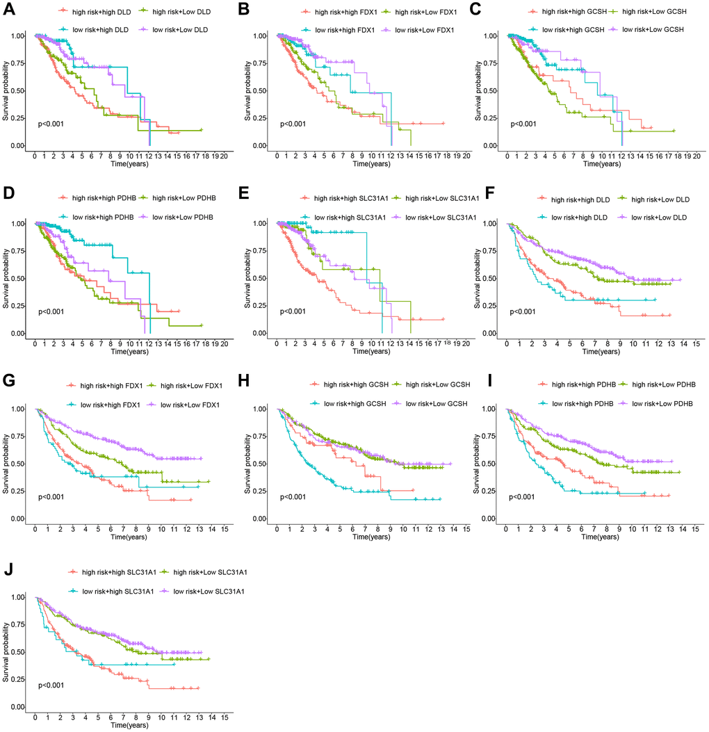 Analysis of the risk Scores and genes for survival. (A–E) Cohort of the TCGA. (F–J) Cohort of the CGGA.