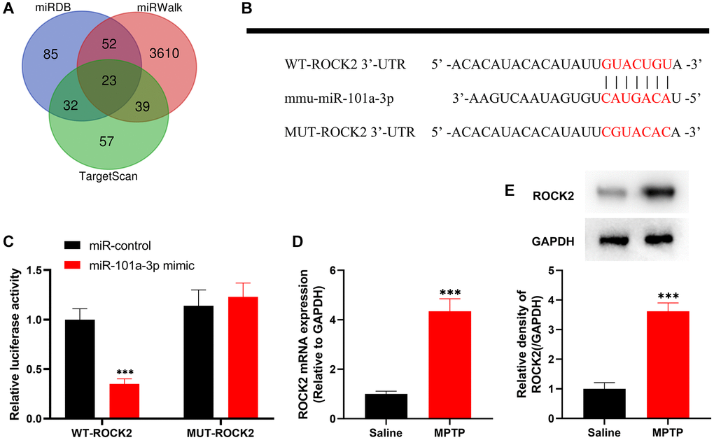 ROCK2 is the target of miR-101a-3p. (A) The Venn diagram shows the results of the miRDB, miRWalk and TargetScan databases to predict possible downstream targets of mmu-miR-101a-3p. (B) Bioinformatics analysis was conducted to predict the binding site between miR-101a-3p and ROCK2, and WT-ROCK2 and MUT-ROCK2 luciferase reporter gene vectors were constructed. (C) 293T cells were co-transfected with miR-101a-3p mimic or miR-control and WT-ROCK2 or MUT-ROCK2. After 48 h, the luciferase activity of each group of cells was determined. (D) ROCK2 mRNA expression levels of the mice in the normal saline group and MPTP group were detected by qRT-PCR. (E) Western blot was performed to detect ROCK2 protein expression level in the normal saline group and MPTP group. ***P 