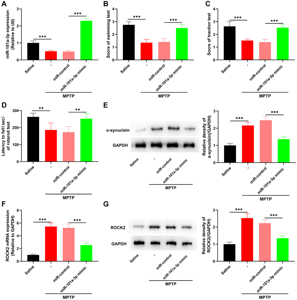 miR-101a-3p mimic inhibits ROCK2 expression and neurological damage in PD mice. To confirm the role of miR-101a-3p in PD mice, miR-101a-3p mimics were intracerebroventricularly injected into the mice to overexpress miR-101a-3p before intraperitoneal injection of MPTP into the mice. There were 4 groups: saline group, MPTP group, MPTP+miR-control group, and MPTP+miR-101a-3p mimic group (n = 3 in each group). (A) qRT-PCR was performed to detect the expression levels of miR-101a-3p in mice in each group. (B) Swimming test was conducted to score the motor ability of each group of mice. (C) Traction test was conducted to score the balance ability of each group of mice. (D) Rotarod test was conducted to score the balance ability of each group of mice. (E) Western blot was performed to detect α-synuclein protein expression in each group of mice. (F) Detection via qRT-PCR of ROCK2 mRNA expression level in each group of mice. (G) Western blot detection of ROCK2 protein expression levels in each group of mice. **P ***P 