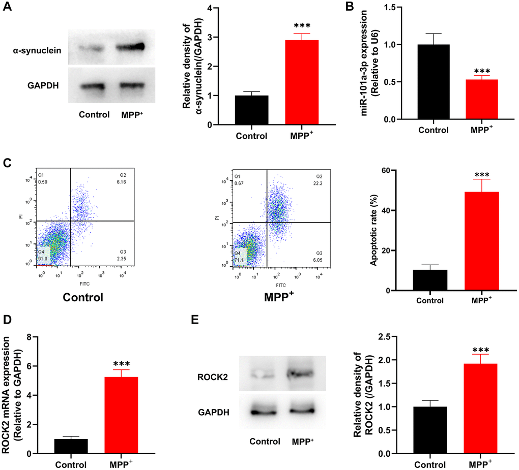MPP+ suppresses miR-101a-3p expression and induces the apoptosis of Neuro-2a cells. (A) Western blotting was utilized to detect α-synuclein protein expression in control group and MPP+ group. (B) Detection of miR-101a-3p expression in Neuro-2a cells of the control group and MPP+ group by qRT-PCR. (C) Flow cytometry was utilized to detect the apoptosis level in control group and MPP+ group. (D) Detection of ROCK2 mRNA expression level in Neuro-2a cells in the control group and MPP+ group by qRT-PCR. (E) Western blot detection of ROCK2 protein expression level in Neuro-2a cells of control group and MPP+ group. ***P 