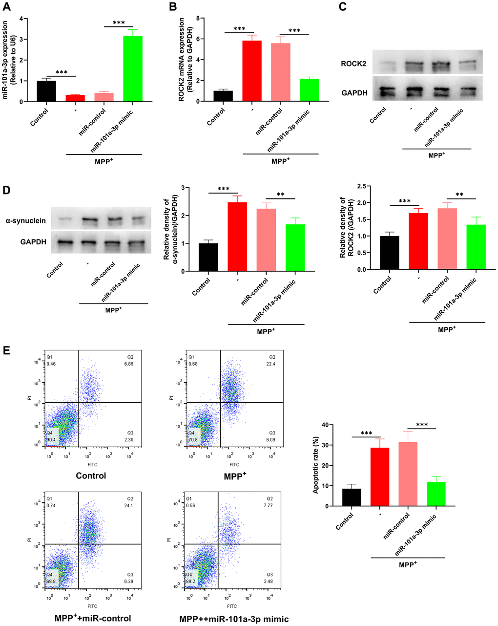 miR-101a-3p mimic inhibits the apoptosis of Neuro-2a cells induced by MPP+. To confirm the role of miR-101a-3p in Neuro-2a cells treated with MPP+, miR-101a-3p was overexpressed in Neuro-2a cells by transfecting miR-101a-3p mimics before Neuro-2a cells were exposed to MPP+. There were 4 groups: control group, MPTP group, MPP++miR-control group, and MPP++miR-101a-3p mimic group. (A) Detection via qRT-PCR of miR-101a-3p expression in each group of cells. (B) Detection of ROCK2 mRNA expression in each group of cells via qRT-PCR. (C) Western blot detection of ROCK2 protein expression level in each group of cells. (D) Western blot was utilized to detect α-synuclein protein expression in each group of cells. (E) Flow cytometry was utilized to detect the apoptosis level of Neuro-2a cells in each group. **P ***P 