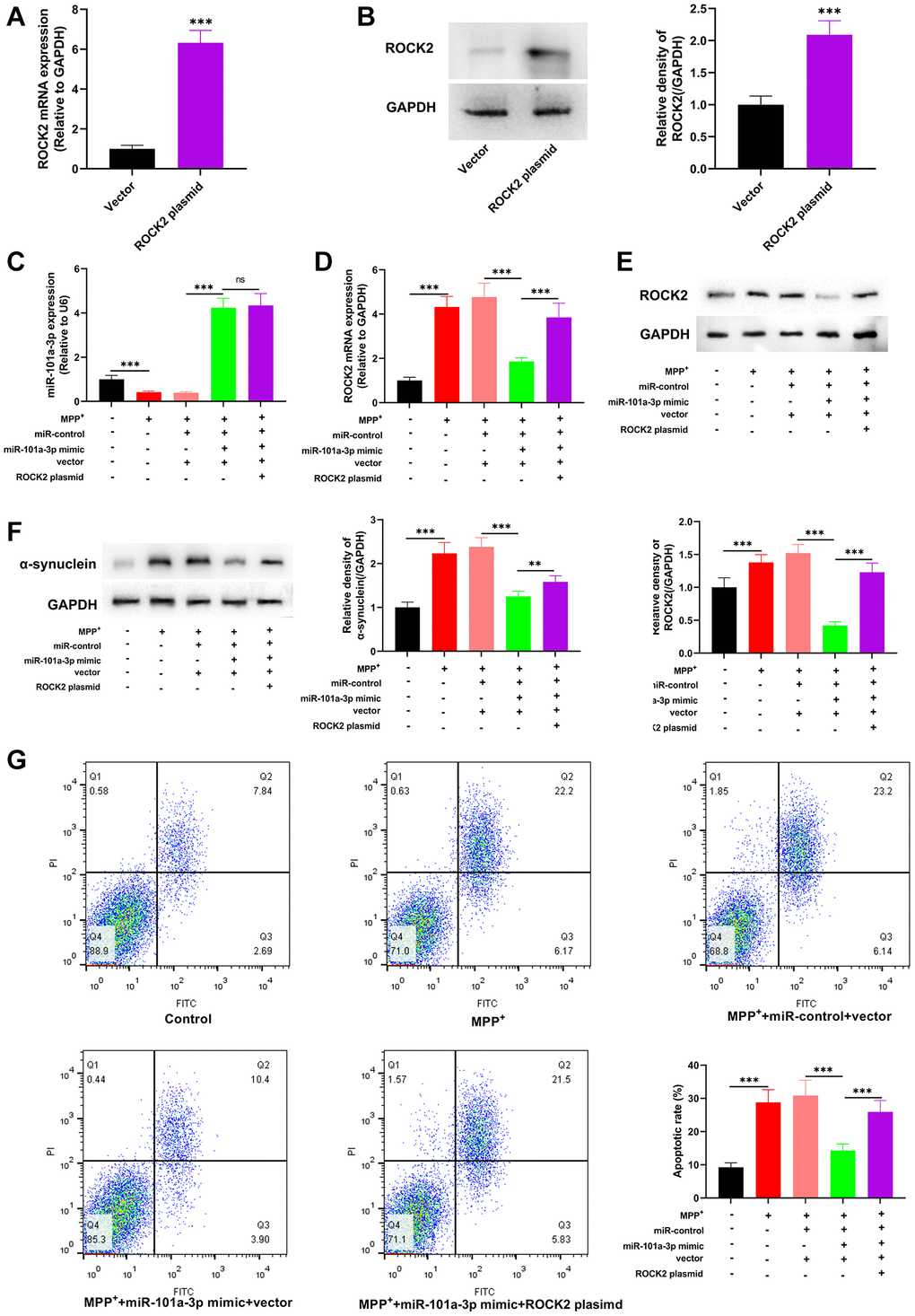 miR-101a-3p reduces the damage of Neuro-2a cells induced by MPP+ via inhibiting ROCK2. To confirm the mechanisms of miR-101a-3p and ROCK2 in MPP+-induced injury of Neuro-2a cells, miR-101a-3p mimics and ROCK2 overexpression plasmids were transfected into Neuro-2a cells before Neuro-2a cells were exposed to MPP+. There were 5 groups: control group, MPTP group, MPP++miR-control+vector group, MPP++miR-101a-3p mimic+vector group, and MPP++miR-101a-3p mimic+ROCK2 plasmid group. (A) qRT-PCR was employed to verify the change in ROCK2 mRNA expression after Neuro-2a cells were transfected with ROCK2 overexpression plasmids. (B) Western blot was employed to examine the change in ROCK2 protein expression after Neuro-2a cells were transfected with ROCK2 overexpression plasmids. (C) Detection of miR-101a-3p expression in each group of cells through qRT-PCR. (D) ROCK2 mRNA expression in each group of cells was detected by qRT-PCR. (E) Western blot detection of ROCK2 protein expression level in each group of cells. (F) Western blotting was conducted to detect α-synuclein protein expression in each group of cells. (G) Flow cytometry was conducted to detect the apoptosis level in each group. **P ***P 