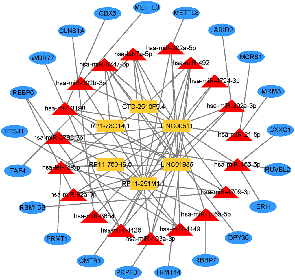 Prognostic lncRNA-miRNA-mRNA regulatory network in GC.
