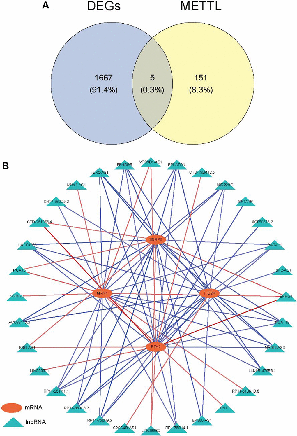Identification of methyltransferase-related lncRNAs. (A) Venn diagram of the intersection between DEGs and methyltransferase-related genes; (B) The mRNA-lncRNA network.