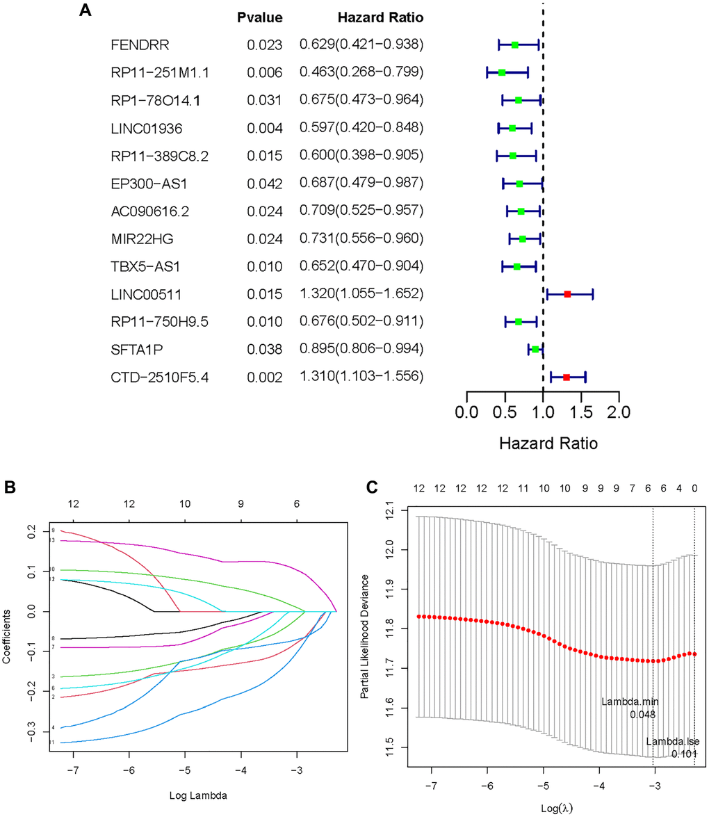 Establishment of methyltransferase-related lncRNAs signature. (A) A forest plot of prognostic methyltransferase-related lncRNAs identified by univariate Cox and Kaplan-Meier survival analysis; (B, C) LASSO regression analysis.