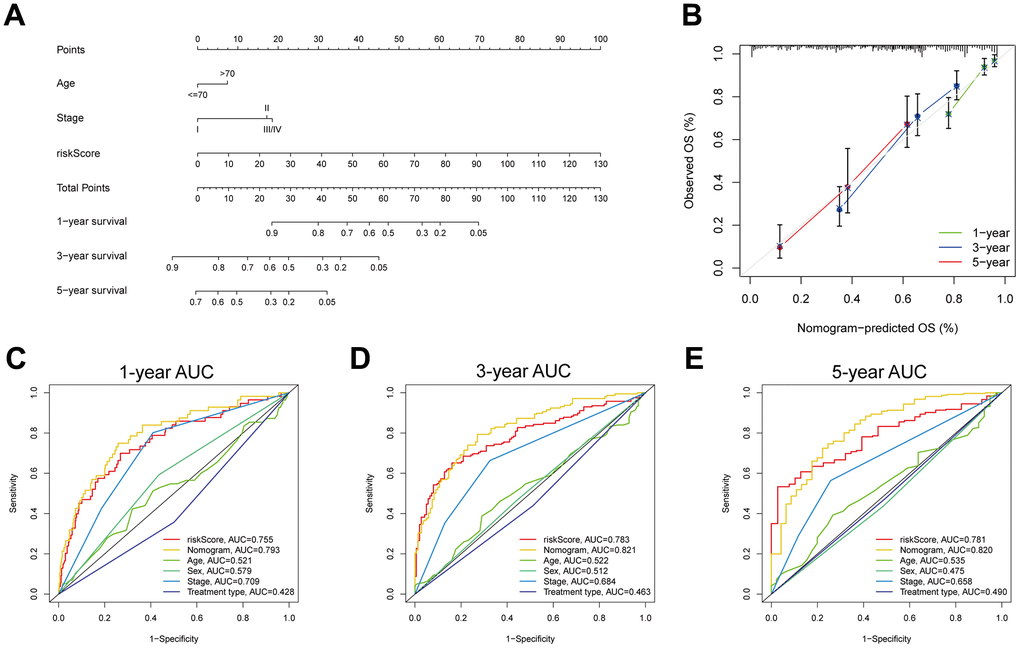 Development and evaluation of a prognostic nomogram. (A) Nomogram composed of MPPS, age, stage to predict 1-, 3-, 5-year OS probability. (B) Calibration curves of 1-, 3-, 5-year OS by nomogram. 1- (C), 3- (D), 5- (E) year ROC curves of MPPS, nomogram, age, sex, stage, and treatment type.