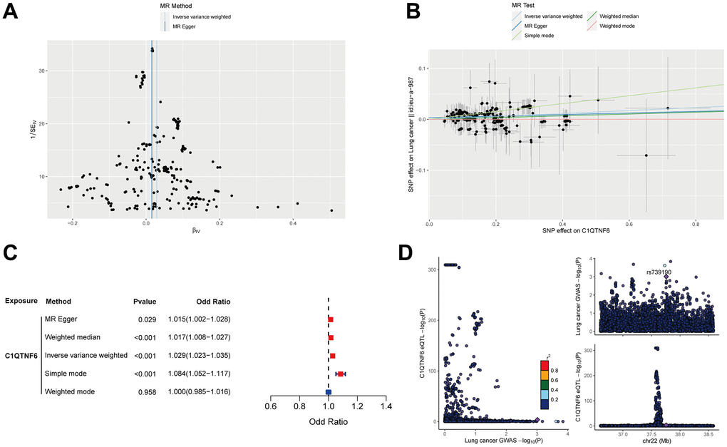 Mendelian randomization analysis of C1QTNF6 and lung cancer. (A) The funnel plot displayed the distribution of instrumental variables for C1QTNF6. (B) Scatter plot showed that C1QTNF6 increased the risk of lung cancer. (C) Forest plot showed the cause effect of C1QTNF6 on lung cancer onset. (D) The co-localization analysis of C1QTNF6 and lung cancer.