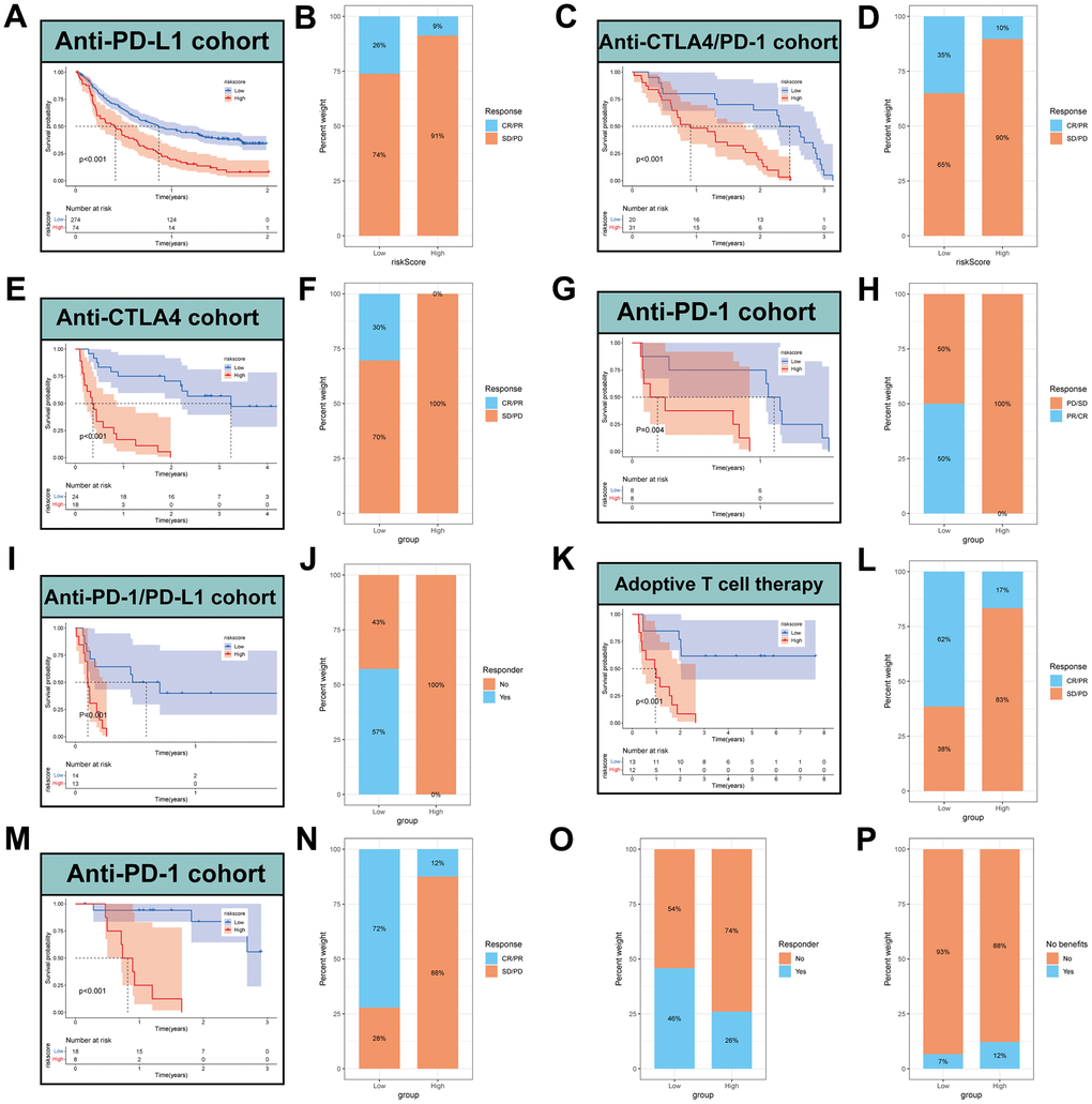 Prediction of immunotherapy by MPPS model. Survival analysis (A) and response to anti-PD-L1 therapy (B) between the high- and low-risk groups in advanced urothelial cancer (IMvigor210 cohort). Survival analysis (C) and response to anti-CTLA4 and anti-PD1 therapy (D) between the high- and low-risk groups in melanoma (GSE91061). Survival analysis (E) and response to anti-CTLA4 therapy (F) between the high- and low-risk groups in metastatic melanoma. Survival analysis (G) and response to anti-PD1 therapy (H) between the high- and low-risk groups in NSCLC (GSE126044). Survival analysis (I) and response to anti-PD-1/PD-L1 therapy (J) between the high- and low-risk groups in NSCLC (GSE135222). Survival analysis (K) and response to adoptive T cell therapy (L) between the high- and low-risk groups in melanoma. Survival analysis (M) and response to anti-PD-1 therapy (N) between the high- and low-risk groups in melanoma (GSE78220). (O) Difference of responder between low- and high-risk group of LUAD in TCGA. (P) Difference of benefits between low- and high-risk group of LUAD in TCGA.
