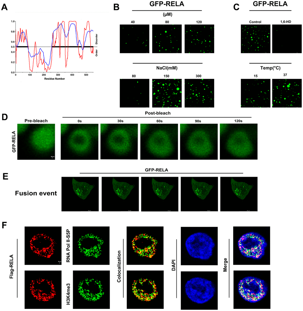 In vitro and in vivo phase separation results of RELA. (A) Predicted phase separation ability of the RELA protein’s IDR region. (B, C) In vitro liquid-liquid phase separation (LLPS) of EGFP-tagged RELA under various physicochemical conditions. (D) In vitro fluorescence recovery after photobleaching (FRAP) of EGFP-RELA. (E) In vivo droplet fusion events of EGFP-RELA. (F) Co-localization of RELA with specific transcription elements, suggesting intricate relationships in gene expression regulation.