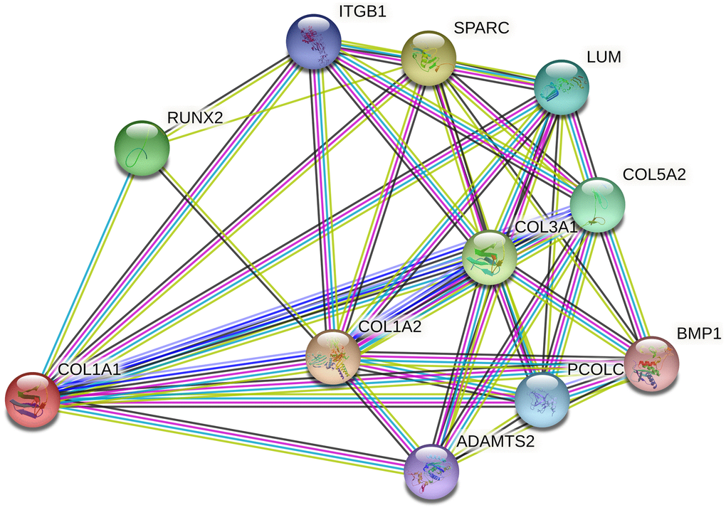 Network of COL1A1 with its potentially functional partners.