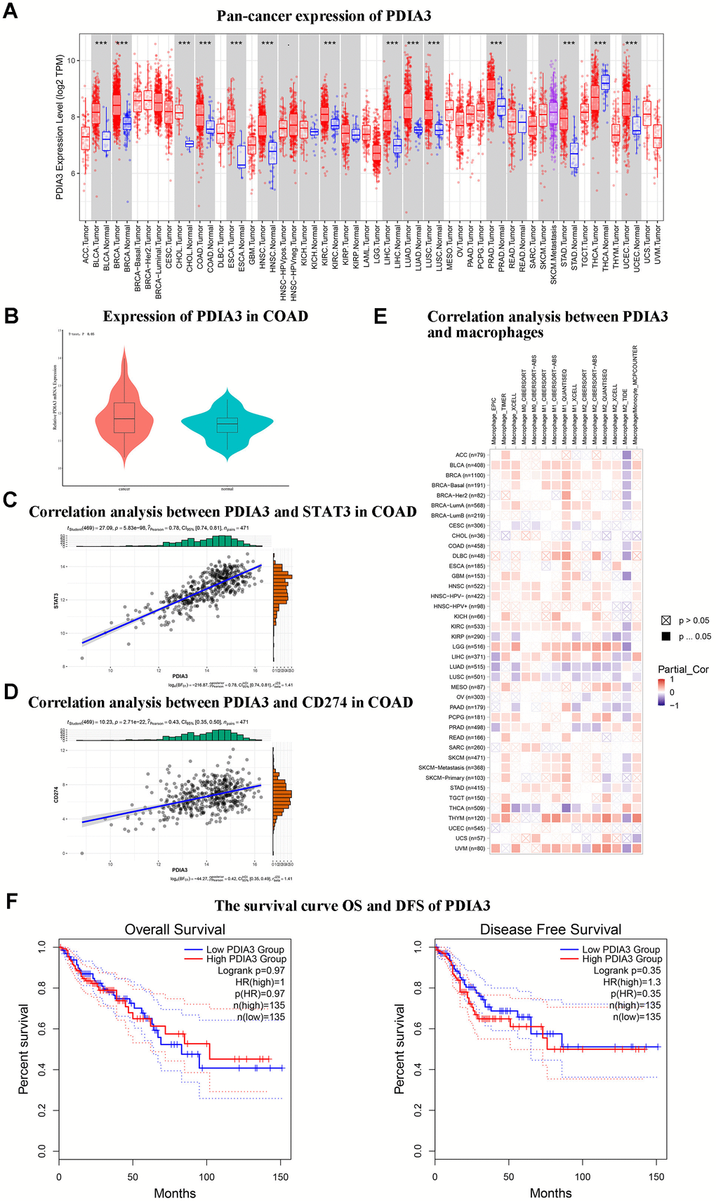 Bioinformatic analyses suggest that PDIA3 exhibits notably elevated expression in colorectal cancer (CRC) and demonstrates significant associative upregulation with STAT3, CD274, and monocyte/macrophage levels. (A) Widespread expression of PDIA3 across multiple cancer types. Statistical comparison via T-test, PB) Differential expression of PDIA3 within colorectal adenocarcinoma (COAD). Statistical comparison via T-test, PC) Evaluative correlation between PDIA3 and STAT3 expressions in COAD. Correlation coefficient (R) = 0.78, P=0.85E-98. (D) Evaluative correlation between PDIA3 and CD274 expressions in COAD. Correlation coefficient (R) = 0.43, P=2.71E-22. (E) Analysis of the correlation between PDIA3 and macrophages in pan cancer. Statistical comparison via T-test, PF) Survival analysis depicting Overall Survival (OS) (Log-rank P=0.97) and Disease-Free Survival (DFS) (Log-rank P=0.35) as influenced by PDIA3 expression in COAD.