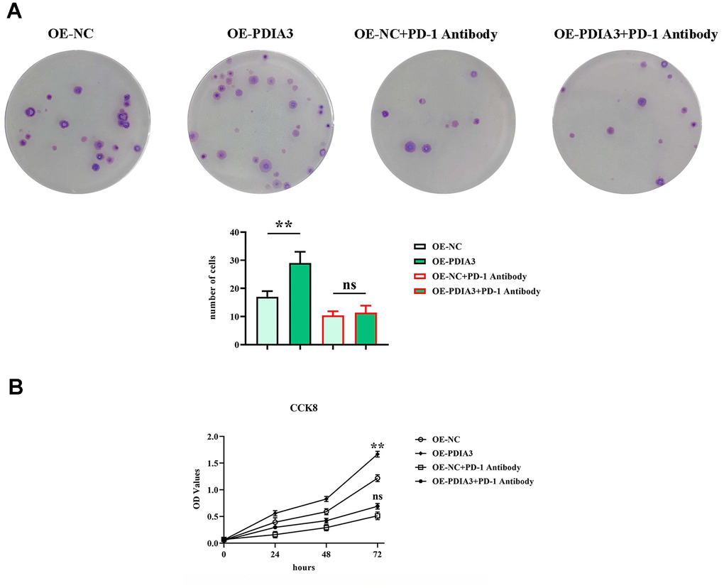 PDIA3 promotes CRC cellular proliferation by modulating STAT3/PD-1 signaling pathway, facilitating tumor associated macrophage M2 polarization, and increasing tissue protease secretion. (A) Colony formation assay highlighting the differences in colony numbers of SW480 cells between PDIA3 overexpression versus or-NC control, and PD-1 inhibitor versus PD-1 NC treatments, observed after 14 days (n=3 per group). Statistical evaluation via T-test,* *P B) CCK8 assay provides a quantitative comparison of cell proliferation rates at 24, 48, and 96 hours, indicated by absorbance measurements at 450 nm for SW480 cells with PDIA3 overexpression versus or-NC control, and PD-1 inhibitor versus PD-1 NC treatments (n=3 per group). Statistical evaluation via T-test,* *P 