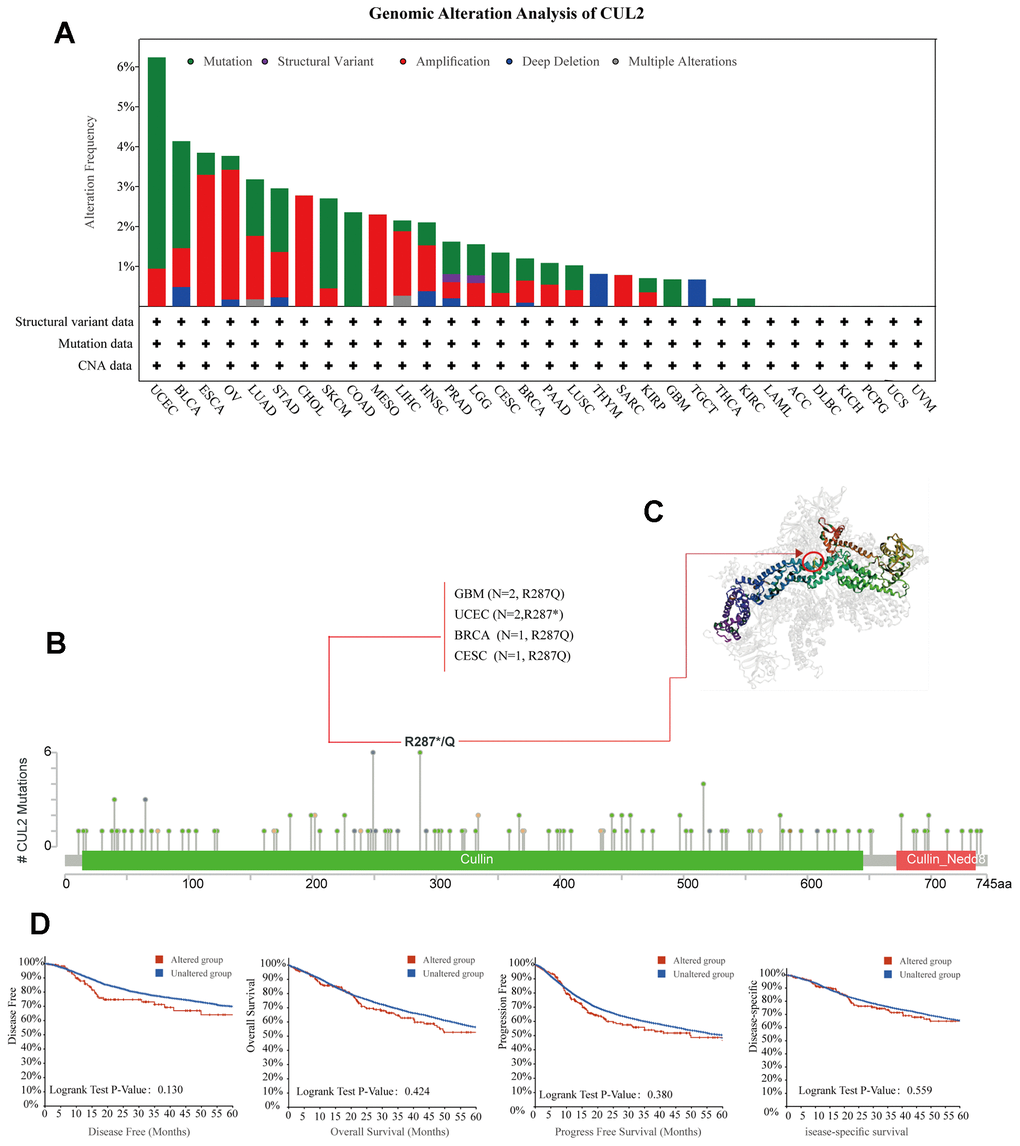 Analysis of mutation feature of CUL2 in different tumors. (A) The alteration frequency with mutation type in the CUL2 gene. (B) The specific alteration site of the CUL2 gene. (C) The 3D structure of CUL2 in the mutation site with the highest alteration frequency (R287*/Q) was displayed. (D) Survival analysis of patients with and without CUL2 alteration.