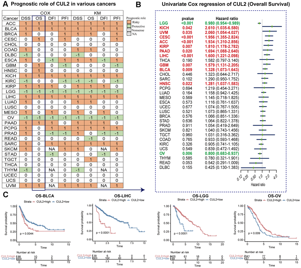 Prognostic value of CUL2 gene. (A) This statement summarizes the relationship between the expression of CUL2 and cancer patient prognosis, specifically overall survival (OS), disease-specific survival (DSS), disease-free interval (DFI), and progression-free interval (PFI). Results were obtained using univariate Cox regression and Kaplan-Meier models, and only p-values B) Univariate Cox regression analysis of CUL2 in pan-cancer (OS). (C) Kaplan-Meier overall survival curves of CUL2 in BLCA, LIHC, LGG, and OV.