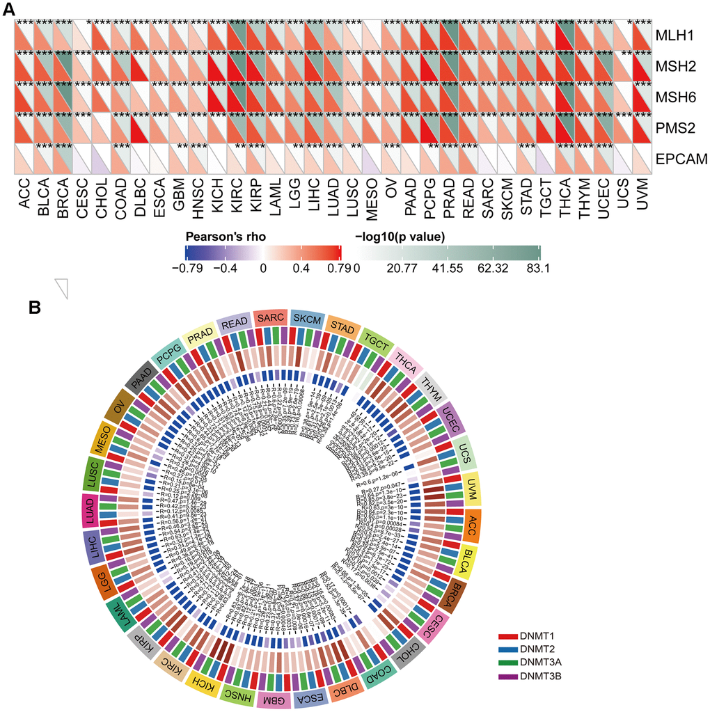 The correlation analysis of CUL2 expression with MMR genes and DNA methyltransferases. (A) The Spearman’s correlation analysis of CUL2 expression with MMR genes in cancers. (B) Spearman’s correlation to investigate the relationship between CUL2 expression and DNA methyltransferases in different types of cancer. *p p p 