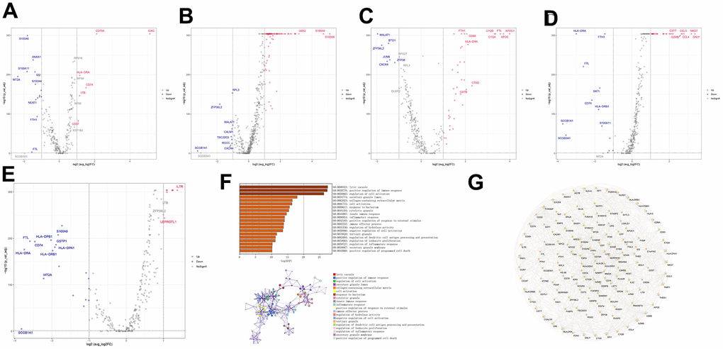 Differential gene expression and functional analysis of immune-related cell subtypes in COPD samples. (A–E) Volcano plots of the differential genes of the five immune cells, B