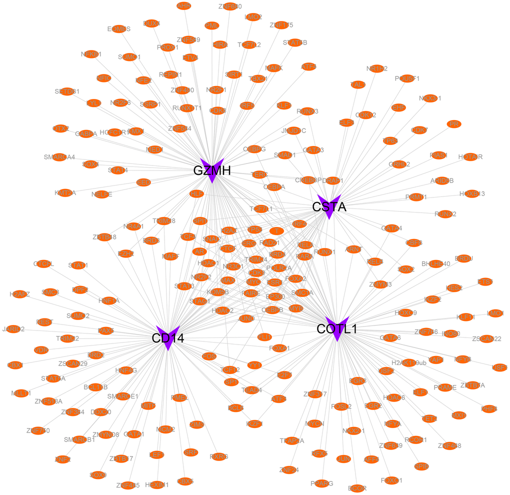 Transcriptional regulatory networks of key genes. Purple indicates mRNAs and orange indicates transcription factors.