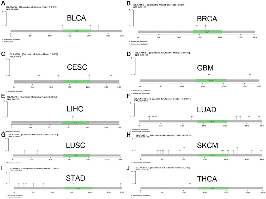 The mutation of SLAMF8 gene in pan-cancer. (A) The mutation of SLAMF8 gene in BLCA. (B) The mutation of SLAMF8 gene in BRCA. (C) The mutation of SLAMF8 gene in CESC. (D) The mutation of SLAMF8 gene in GBM. (E) The mutation of SLAMF8 gene in LIHC. (F) The mutation of SLAMF8 gene in LUAD. (G) The mutation of SLAMF8 gene in LUSC. (H) The mutation of SLAMF8 gene in SKCM. (I) The mutation of SLAMF8 gene in STAD. (J) The mutation of SLAMF8 gene in THCA.