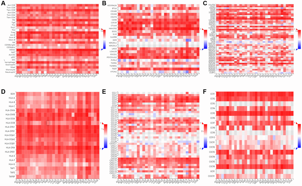Immunological correlation between SLAMF8 and immune modulatory factors in pan-cancers. (A) Spearman correlation between expression of SLAMF8 and tumor-infiltrating lymphocytes, (B) Spearman correlation between expression of SLAMF8 and immunoinhibitors, (C) Spearman correlation between expression of SLAMF8 and immunostimulators, (D) Spearman correlation between expression of SLAMF8 and MHCs, (E) Spearman correlation between expression of SLAMF8 and chemokines, and (F) Spearman correlation between expression of SLAMF8 and receptors across human cancers.