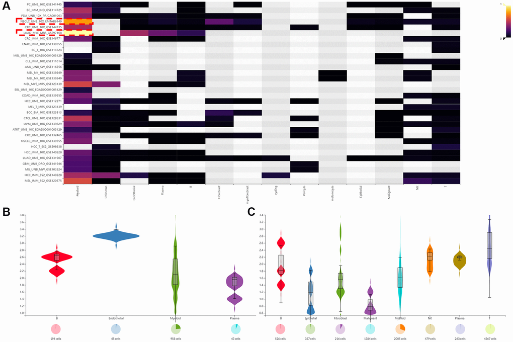 The expression of SLAMF8 in TME based on IMMUcan SingleCell RNAseq database. (A) The distribution of SLAMF8 expression in various datasets downloaded from IMMUcan SingleCell RNAseq database. (B, C) The expression of SLAMF8 in various TME cells in NSCLC