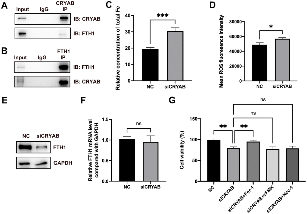 CRYAB interacts with FTH1 and regulates the ferroptosis of BMSCs. (A, B) Co-IP assay was used to detect the interaction between CRYAB and FTH1 (n=3). (C, D) Cellular Fe and ROS levels were detected after CRYAB knockdown in BMSCs (n=3). (E, F) The protein and mRNA levels of FTH1 were detected after CRYAB knockdown (n=3). (G) The cell viabilities were detected using CCK-8 assay (n=3). ns: no significance; *: p p p 