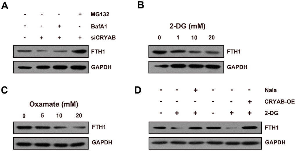 CRYAB regulates the lactylation of FTH1 in BMSCs. (A) Protein level of FTH1 was assessed after CRYAB knockdown and MG132/BafA1 treatment using Western blotting assay (n=3). (B, C) Protein level of FTH1 was detected after 2-DG or oxamate treatment (n=3). (D) Protein level of FTH1 was detected after 2-DG treatment (20 mM) and sodium lactate treatment (Nala, 20 mM) or CRYAB overexpression by Western blotting method (n=3).