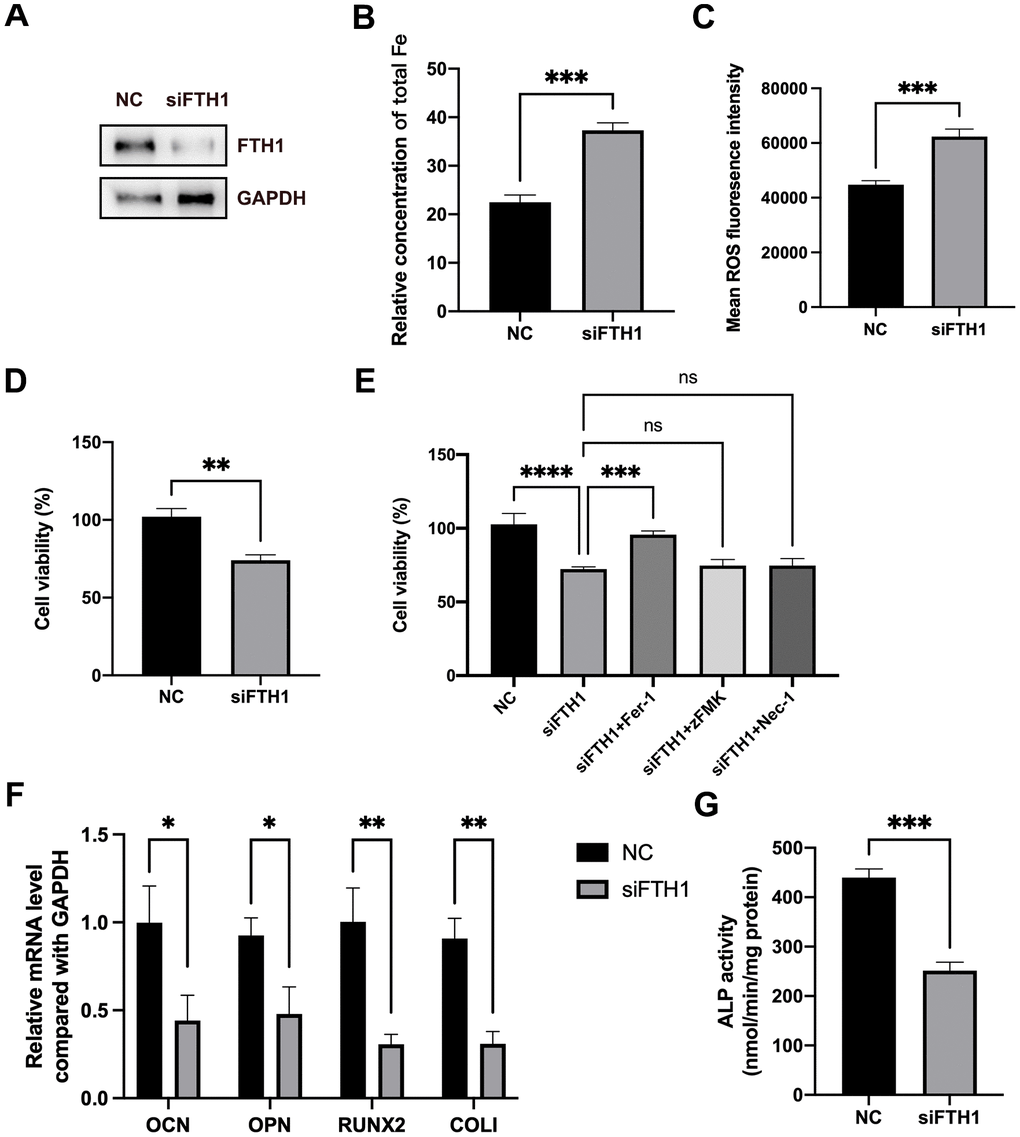 Knockdown of FTH1 induces ferroptosis and suppresses osteogenic differentiation of BMSCs. (A) The efficiency of FTH1 knockdown was validated using Western blotting method (n=3). (B, C) Cellular Fe and ROS levels were detected after FTH1 knockdown in BMSCs (n=3). (D, E) The cell viabilities were detected using CCK-8 assay (n=3). (F) mRNA expression levels of OCN, OPN, RUNX2, and COLI when FTH1 was silenced were detected using qRT-PCR (n=3). (G) The activity of ALP was detected using an Alkaline Phosphatase Assay Kit (n=3). ns: no significance; *: p p p p 