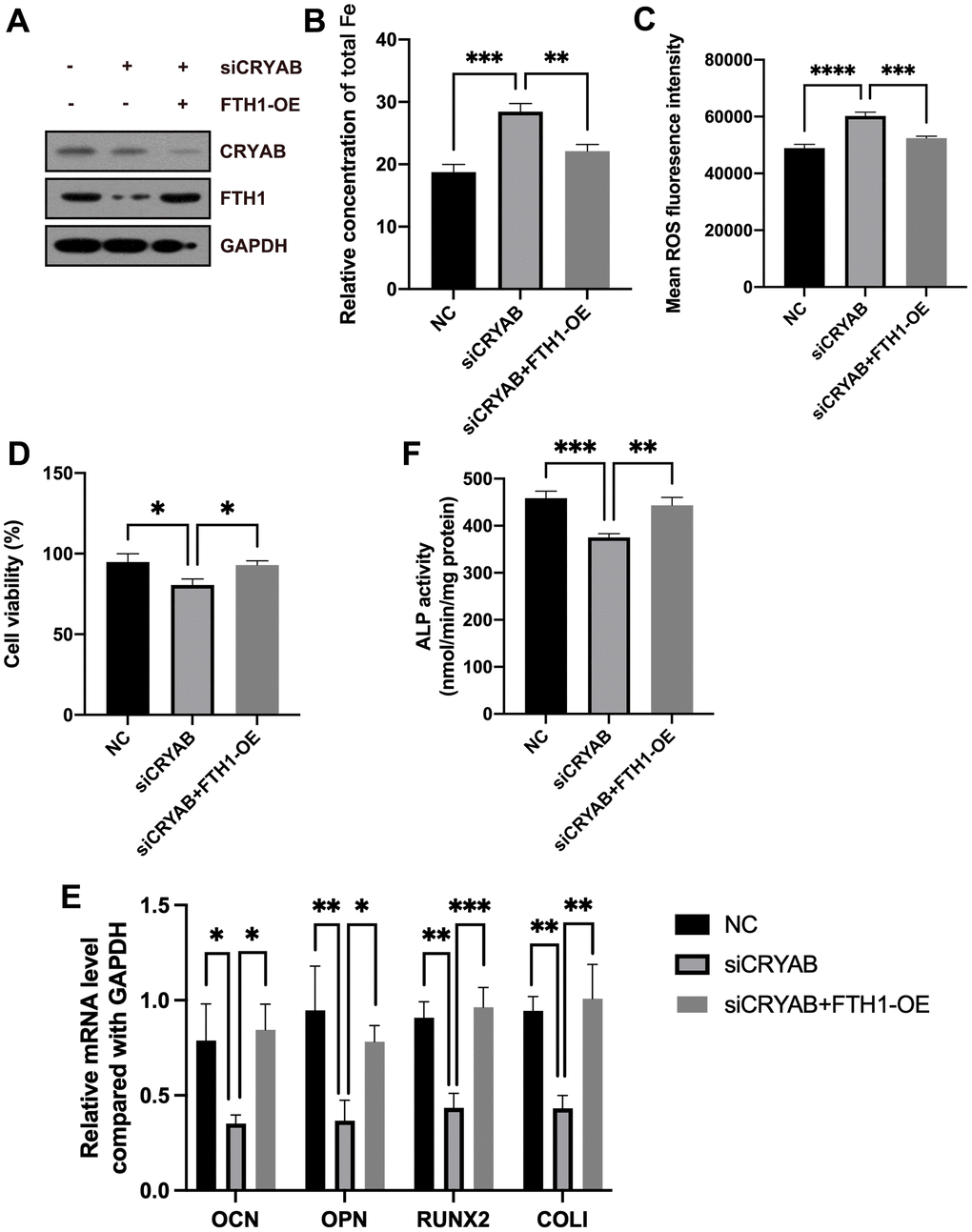 CRYAB regulates ferroptosis and osteogenic differentiation of BMSCs in an FTH1-dependent manner. (A) The protein levels of CRYAB and FTH1 were detected using a Western blotting assay (n=3). (B–D) Cellular Fe and ROS levels and cell viability were detected (n=3). (E) mRNA expression levels of OCN, OPN, RUNX2, and COLI were detected using qRT-PCR (n=3). (F) The activity of ALP was detected using an Alkaline Phosphatase Assay Kit (n=3). *: p p p p 