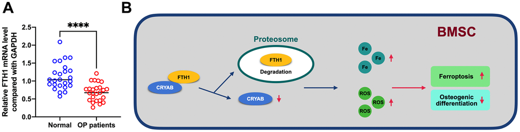 FTH1 was decreased in osteoporosis. (A) mRNA expression level of FTH1 in osteoporosis samples was detected using qRT-PCR. (B) Schematic illustration of the current study: downregulation of CRYAB boosted FTH1 degradation and increased cellular Fe and ROS levels, and finally improved the ferroptosis and lessened the osteogenic differentiation of BMSCs. ****: p 