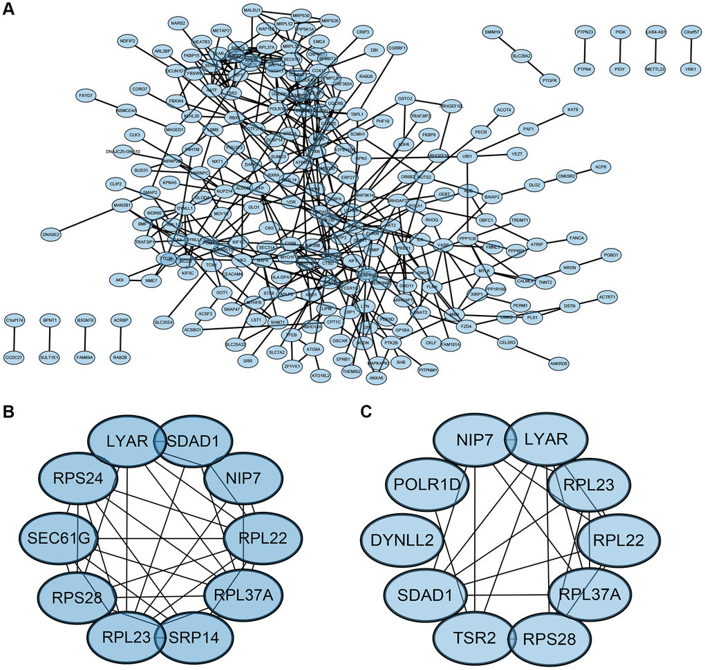 PPI network and the identification of hub genes. (A) PPI. (B, C) Two different algorithms to identify central genes.