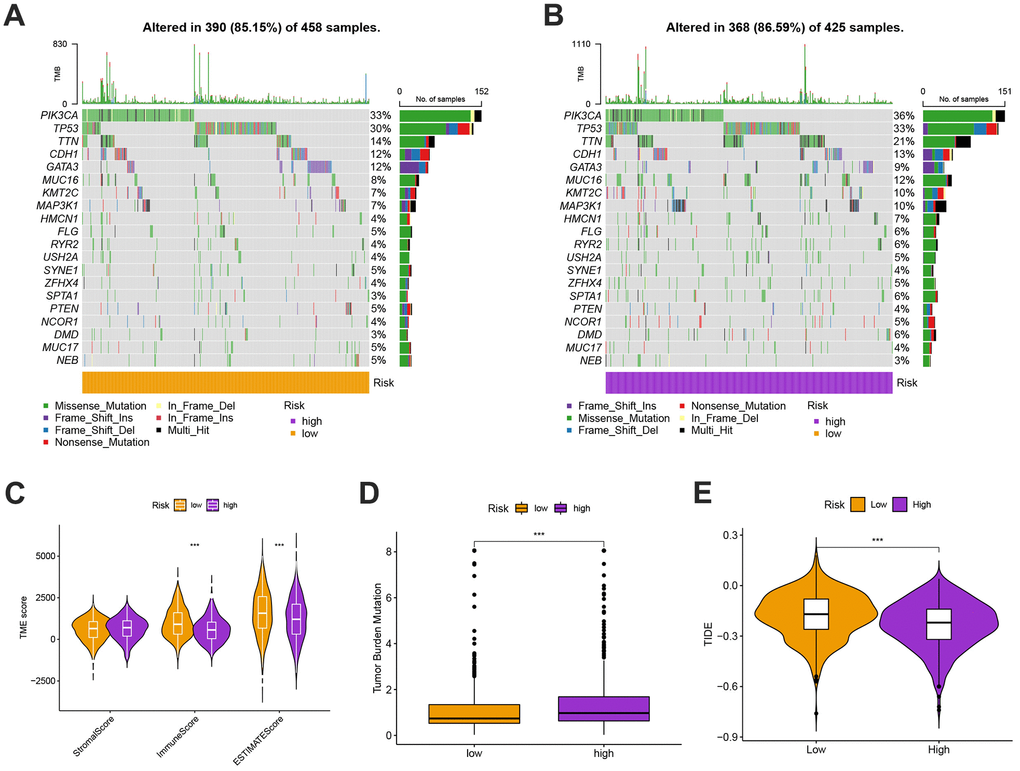 (A, B) The genes with top 10 mutations frequency in the high- and low-risk groups including PIK3CA, TP53, TTN, CDH1, GATA3, MUC16, KMT2C, MAP3K1, HMCN1, and FLG. (C) The ESITIMATE analysis showing that the high-risk scores were linked to a low stromal score while the low-risk scores were highly correlated with a high immune score. (D) The comparison of TMB scores in high and low risk groups. (E) TIDE scores were lower in the high-risk group, suggesting that the high risk score was more responsive to immunotherapy.