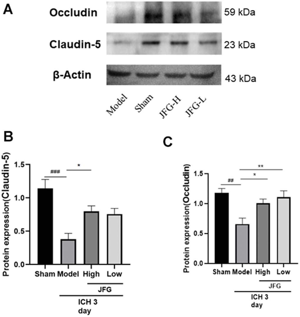Verification of the protein expression in the tissues from differentially treated rats. (A) Representative blots showing the expression of Claudin-5 and Occludin in the tissues from indicated groups of rats. (B, C) The bar graphs represent the summarized results of the protein expression of Claudin-5 (B) and Occluding (C). Values are presented a means ± S.D. ***P ###P ##P #P 