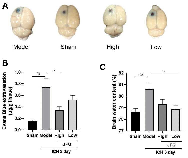 JFG may alleviate damage to the BBB and swelling of the brain caused by ICH. (A) Represents the surface view of EB extravasation at 3days after ICH in each group. (B) Representative bar chart demonstrating the condensed findings of the extravasation of EB dye on day 3 post-ICH. (C) Representative bar graph showing the statistical results of the brain water content using the wet/dry weigh method on 3 day after ICH. Values are presented as means ± S.D. ***P ###P ##P #P 