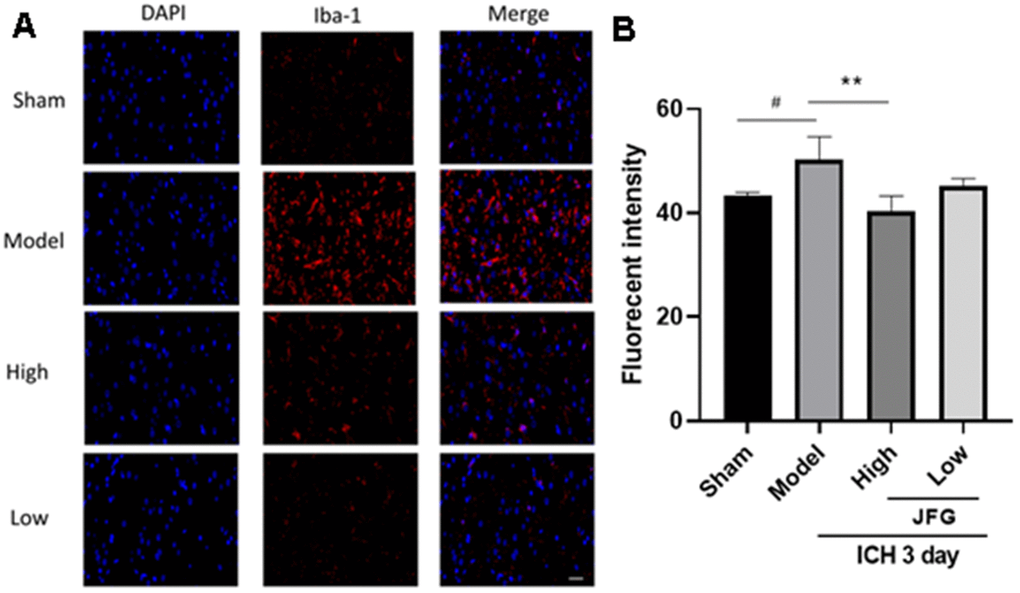 JFG decreased the migration of activated microglia into the perihematomal tissue after ICH. (A) Representative images showing the staining of Iba-1 tissues from indicated group of rats. Scale bar: 100 μm (B) Bar graph represents the summarized results of the fluorescent intensity. Values are presented as means ± S.D. ***P ###P ##P #P 