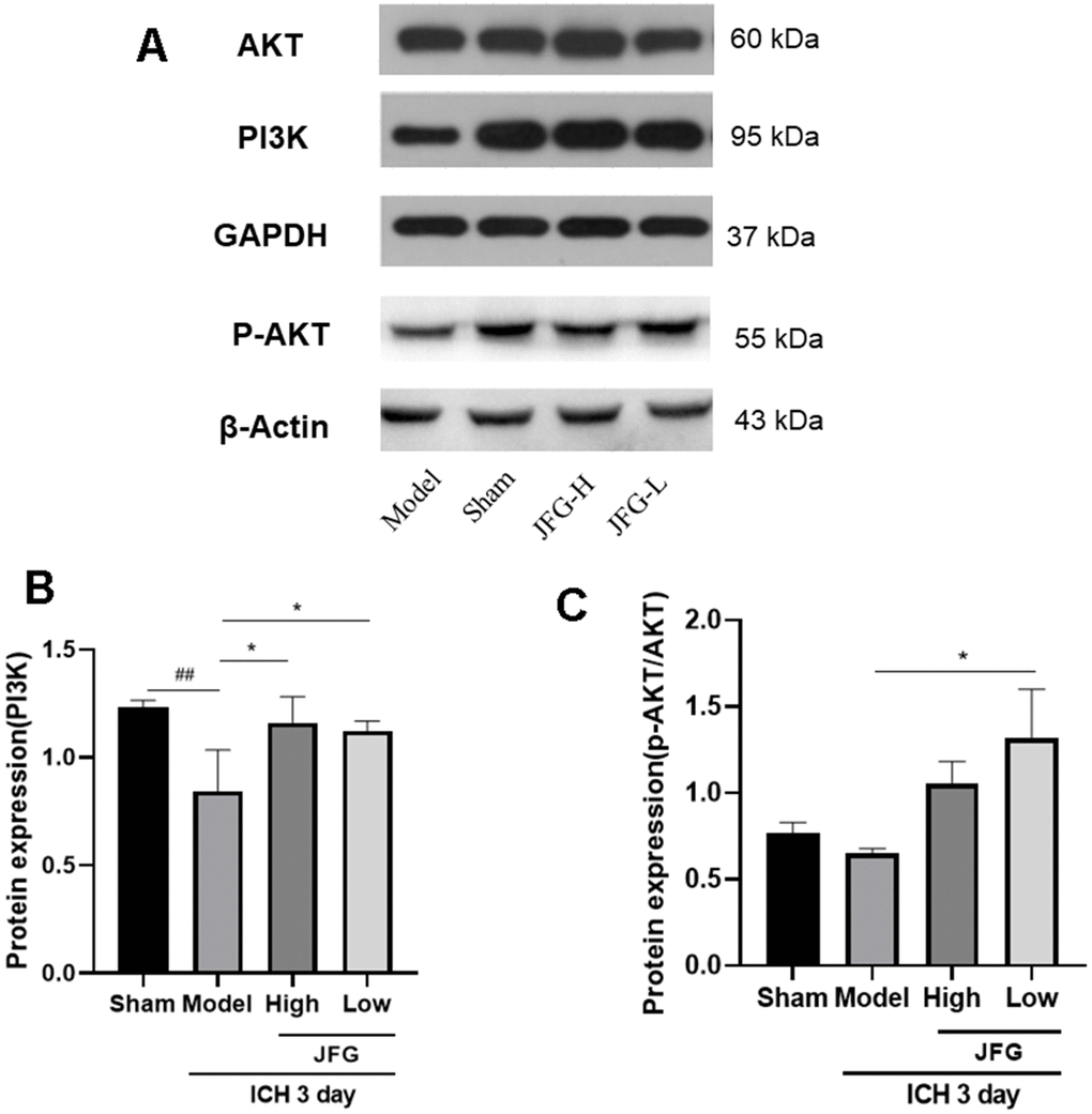 Verification of the protein expression in the tissues from differentially treated rats. (A) Representative blots showing the expression of PI3K, p-AKT, and AKT in the tissues from indicated groups of rats. (B, C) The bar graphs represent the summarized results of the protein expression of PI3K (B) and the ratio of p-Akt/Akt. Values are presented a means ± S.D. ***P ###P ##P #P 