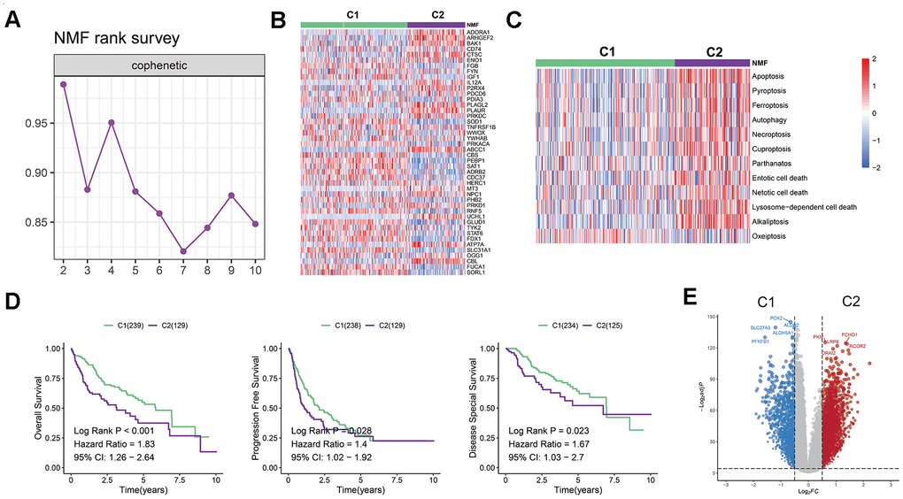 Establishment of a novel LIHC classification based on cell death-related genes. (A) LIHC patients were classified into two molecular groups using NMF algorithm. (B) Heatmap displays the expression of 45 selected PCD genes in the two groups. (C) Heatmap shows the enrichment scores of cell death patterns between the clusters. (D) Kaplan-Meier analysis reveals the overall survival, progression free survival rates, and disease-spatial survival for cluster 1 and 2 groups, demonstrating superior prognoses for patients in cluster 1 compared to those in cluster 2. (E) Volcano plot illustrates differentially expressed genes (DEGs) in the two clusters.