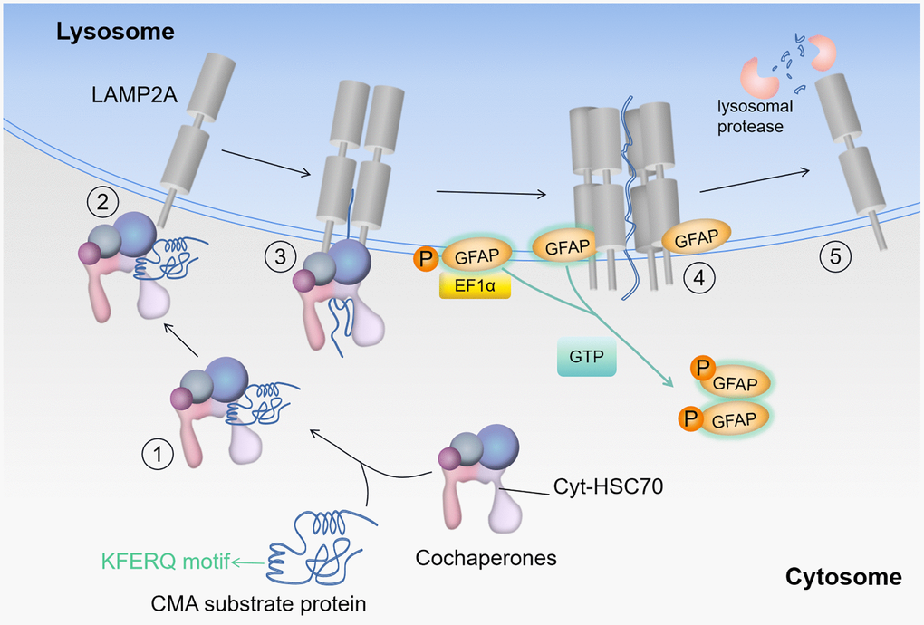 Substrate entry into the lysosome. Protein degradation by CMA: HSC70 recognizes the KFERQ-like motif in the substrate (step 1); the substrate-chaperone complex binds to LAMP2A (step 2); the chaperone complex expands the substrate to form the CMA translocation complex (step 3); substrate translocation is mediated by other proteins in the lysosome, when GFAP acts as a reinforcer of the complex (step 4); lysosomal protease degrades the substrate and LAMP2A dissociates from the translocation complex (step 5). Where EF1α denotes elongation factor 1-α (core subunit is EEF1A1), GFAP denotes glial fibrillary acidic protein, and HSC70 denotes heat shock cognate 71 kDa protein (also known as HSPA8).