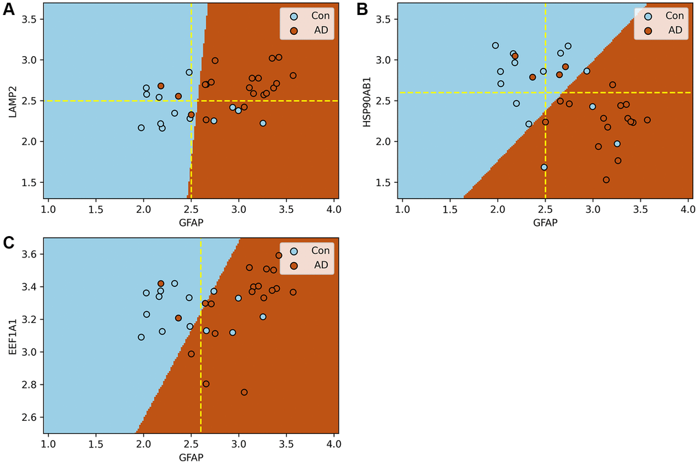 Support vector machine models of the process of substrate translocation into lysosomes during CMA. (A–C) plot the expression of GFAP against that of other key CMA proteins. Here, blue and brown markers represent control and AD groups, respectively, with dashed lines indicating critical expression thresholds. Subfigure A demonstrates that when both LAMP2A and GFAP expressions surpass their thresholds, the risk of AD nears certainty. Subfigure B shows a heightened AD risk when HSP90AB1 falls below its threshold, while GFAP’s expression is above its own. Collectively, these models confirm the sensitivity of the process of substrate translocation into lysosomes during CMA to the progression of AD, highlighting its potential as a biomarker. The molecular rationale underlying these observations involves CMA’s activation in response to the excessive accumulation of abnormal proteins due to AD progression, necessitating a three-step process for substrate degradation. Initially, HSP90AB1 facilitates substrate unfolding to prepare for lysosomal delivery. Subsequently, LAMP2A and GFAP collaborate to form a translocation complex, efficiently directing substrates to the lysosome. Finally, EEF1A1 disengages GFAP from the complex, resetting LAMP2A for subsequent cycles. These stages correspond to the findings depicted in Subfigures B, A, and C, respectively. Subfigure B underscores the initial response of the substrate translocation process into lysosomes within CMA to proteotoxicity accumulation, a critical factor in AD risk assessment. Subfigure A showcases the delivery phase, where the combined actions of LAMP2A and GFAP, manifested through their increased expression levels, significantly boost the process’s capacity to eliminate proteotoxic accumulations. This stage indicates the proactive engagement of this specific CMA phase in substrate degradation. Thus, the integrated function of this lysosomal entry process, rather than the action of individual proteins, stands out as a prominent biomarker for AD. A more comprehensive explanation of this process and its implications for AD diagnosis is provided in Conclusion and illustrated in Figure 6.