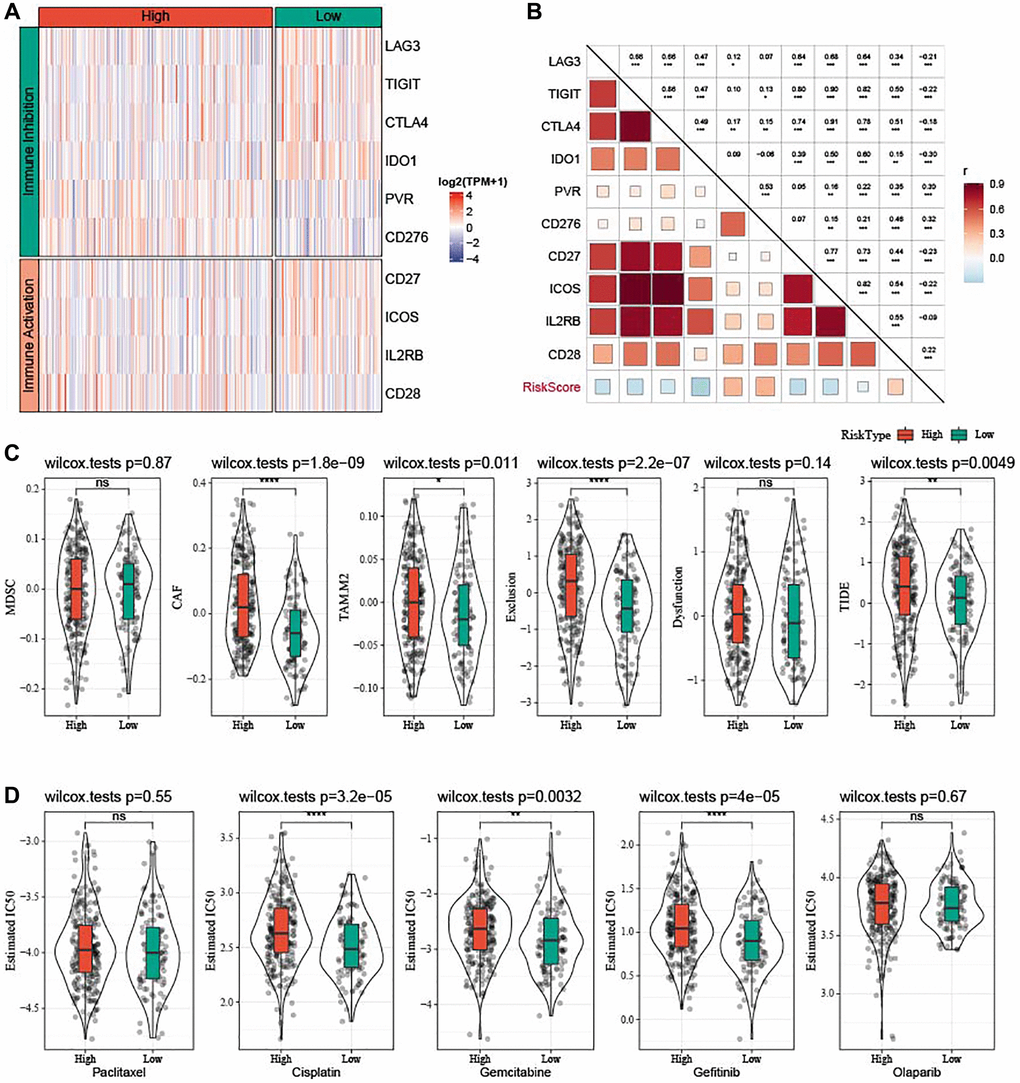 Prediction of responsiveness to immunotherapy and chemotherapy in TCGA-OV cohort. (A) Heatmap of differential expressed immune checkpoints between the two risk groups. (B) Correlation analysis between differential expressed immune checkpoints and risk score. (C) Violin plots of MDSC, CAF, TIDE, TAM.M2, exclusion, and dysfunction. (D) Estimated IC50 values for traditional chemotherapy drugs Paclitaxel, Cisplatin, Gemcitabine, Gefitinib, and Olaparib were shown in violin plots. nsP > 0.05; *P **P ***P ****P 