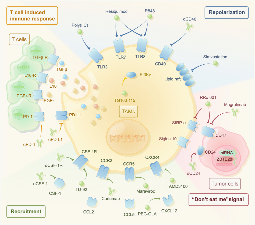 The therapeutic strategies targeting macrophages have been noticeable in recent years. Single application and combined application with traditional drug therapy have great potential. According to their mechanisms, they are mainly divided into the following categories. Reducing the recruitment of TAMs includes the use of αCSF-1, αCSF-1R, TD-92 (CSF-1R inhibitor), carlumab (αCCR2), maraviroc (CCR5 inhibitor), OLA-PEG (CXCL12 inhibitor), and AMD3100 (CXCR4 inhibitor). Reprogramming TAMs to the M2-like phenotype includes the use of TG100-115 (PI3Kγ inhibitor), poly (I:C) (TLR3 agonist), resiquimod (TLR7/8 agonist), R848 (TLR7/8 agonist), αCD40, and simvastation. TAMs inhibit the T-cell-induced immune response through PD-1/PD-L1, PGE2, IL-10, and TGF-β. The use of αPD-1, αPD-L1, and macrophage targeted therapy may activate T-cell-induced immune response. Blocking the “don’t eat me” signal includes the use of αCD24, magrolimab (αCD47), Rx-001 (both SIRP-α and CD47 inhibitor), and siRNAs against JMJD1A.