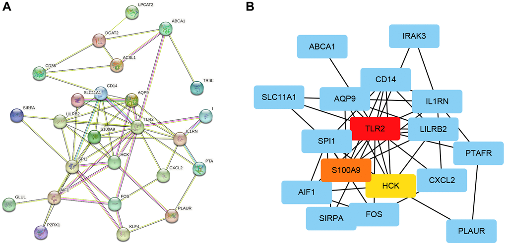 Construction of a PPI network and selection key genes. (A) Network construction of 28 hub genes using STRING. (B) Identification of 3 key genes using Cytoscape software.