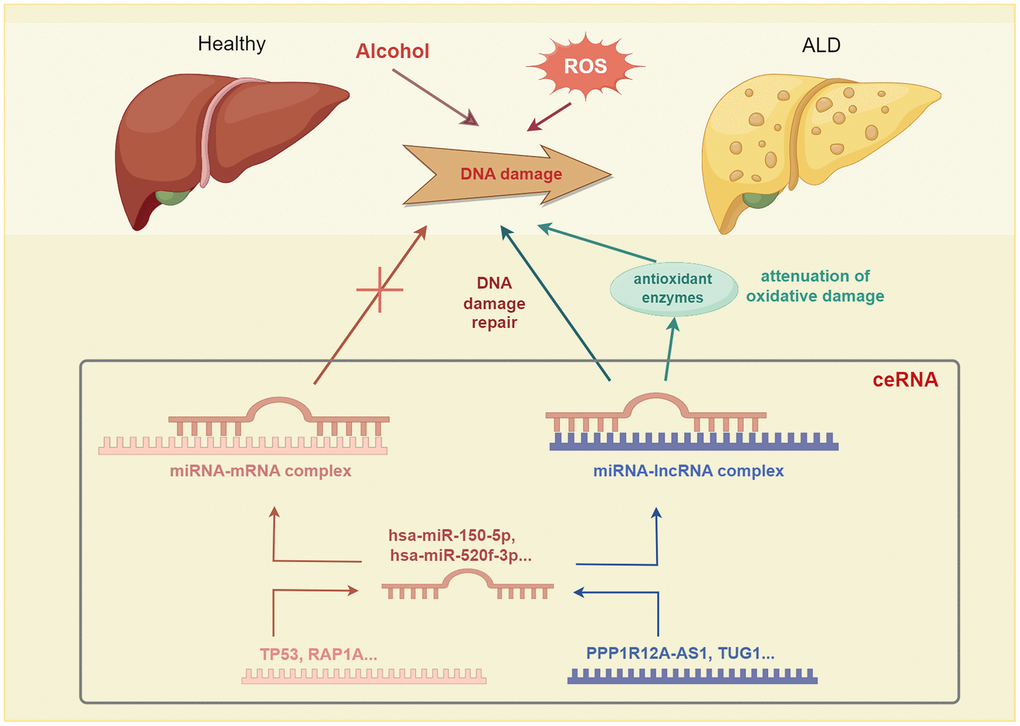 The competing endogenous RNA (ceRNA) mechanism involved has been implicated in alcoholic liver disease (ALD) pathogenesis.