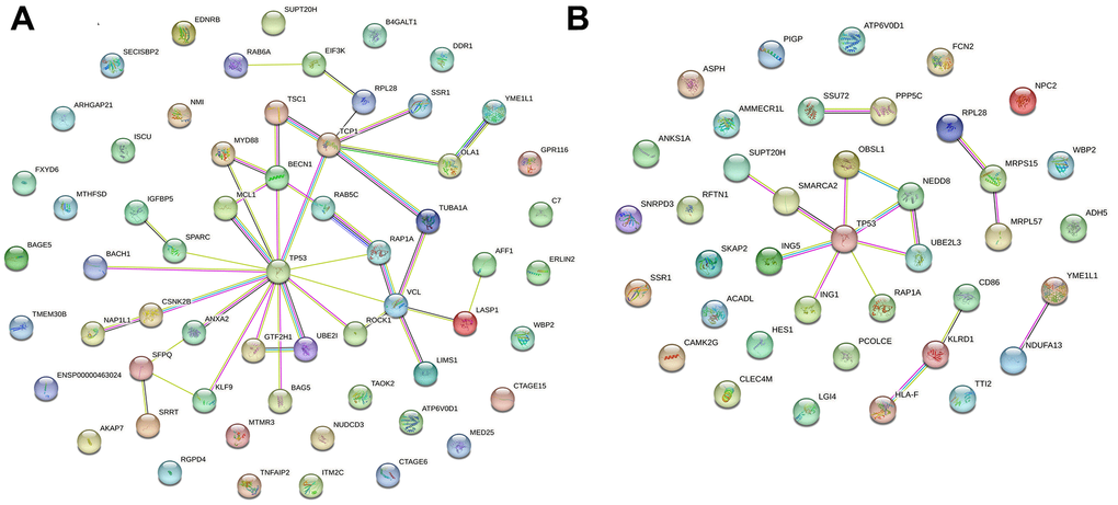 Visualization of PPI networks in patients with alcoholic liver disease. (A) Upregulated differentially expressed genes in PPI networks. (B) Downregulated differentially expressed genes in PPI networks. PPI network constructed by STRING.