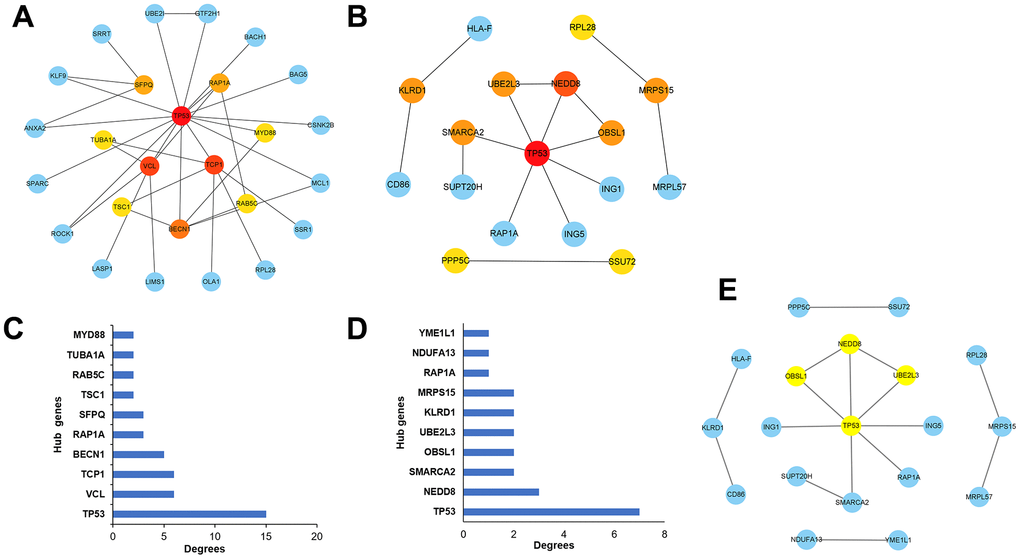 Selection of the hub genes associated with the development of alcoholic liver disease. (A) Visualizations of the hub genes associated with up-regulated differential expressed genes in the network. (B) Visualizations of the hub genes associated with down-regulated differential expressed genes in the network. (C) Bar graphs depicting the hub genes associated with up-regulated differential expressed genes. (D) Bar graphs depicting the hub genes associated with down-regulated differential expressed genes. (E) Key module analysis of the differentially expressed genes.