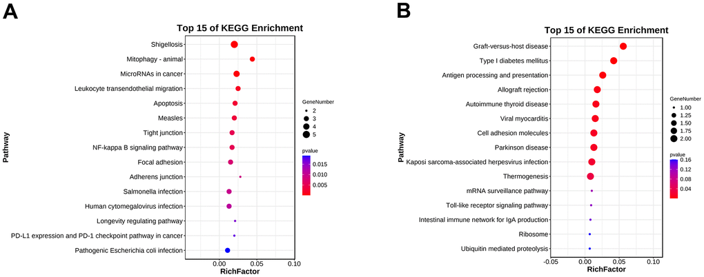 KEGG pathway enrichment analysis of the hub genes. (A) KEGG pathway enrichment analysis of the upregulated differentially expressed genes. (B) KEGG pathway enrichment analysis of the downregulated differentially expressed genes.