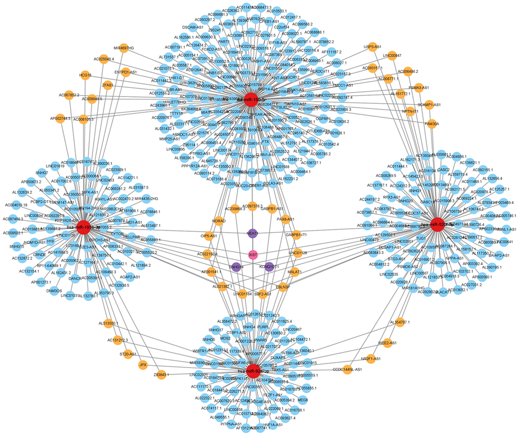 Analysis of the hub gene-targeting miRNA–lncRNA interaction network. miRNA–lncRNA network. Red circles represent miRNAs. Blue circles represent lncRNAs targeting one gene. Orange circles represent lncRNAs targeting two genes. Purple circles represent lncRNAs targeting three genes. Pink circles represent lncRNAs targeting four genes.