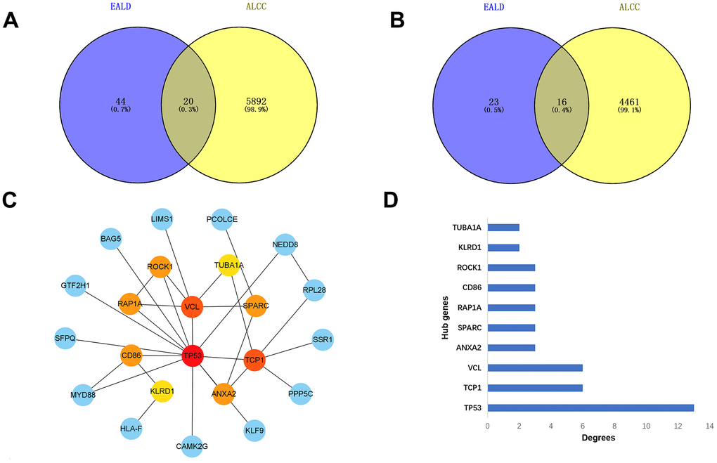 Analysis of differential expressed genes during the four stages of alcoholic liver disease. (A) Venn diagrams of up-regulated genes. (B) Venn diagrams of down-regulated genes. (C) The regulation of hub genes in all stages. (D) Bar graph of the hub genes.