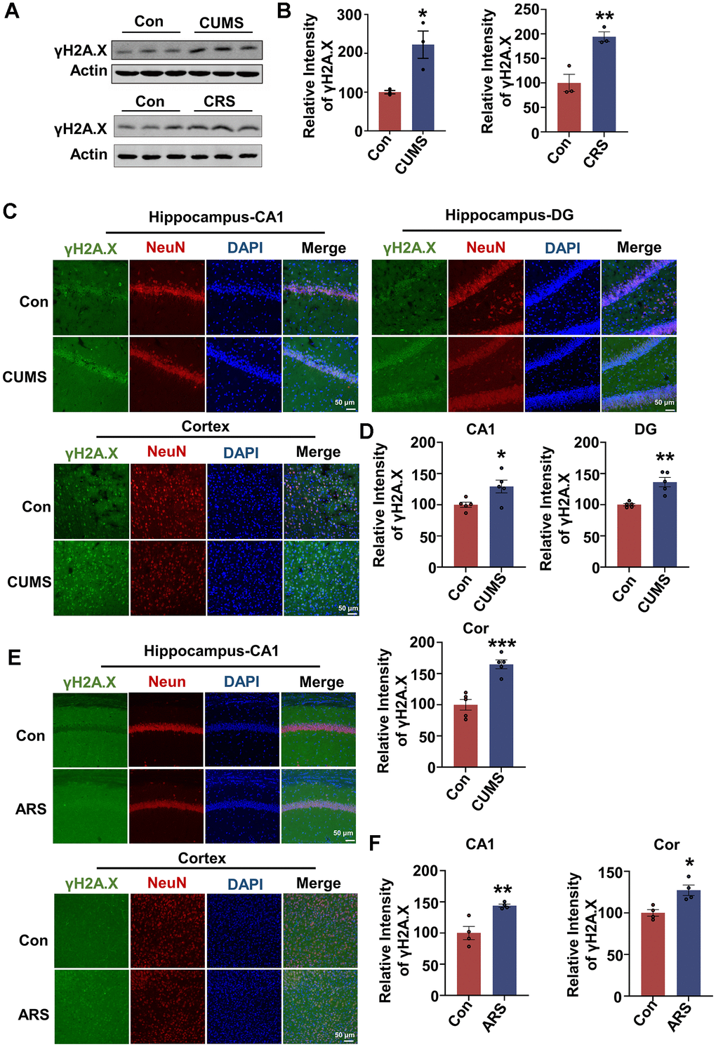 Acute and chronic stress induce DNA damage in animal models. (A) Representative immunoblots of γH2A.X and β-actin in hippocampal tissues from chronic unpredictable mild stress (CUMS), chronic restraint stress (CRS) model and control animals. (B) Quantification of the relative protein levels of γH2A.X, which were normalized to the β-actin levels. n = 3 per group. (C) Representative fluorescence images of γH2A.X (green), NeuN (red) and DAPI (blue) in hippocampus (CA1 and DG region) and cortex in CUMS rats. Scale bar: 50 μm. (D) Quantitative analysis of the fluorescence intensity of γH2A.X in C. n = 5 per group. (E) Representative fluorescence images of γH2A.X (green), NeuN(red) and DAPI (blue) in hippocampal CA1 region and cortex in acute restraint stress (ARS) mice. Scale bar: 50 μm. (F) Quantitative analysis of the fluorescence intensity of γH2A.X in E. n = 4 per group. Data are presented as mean ± SEM. *P P P 