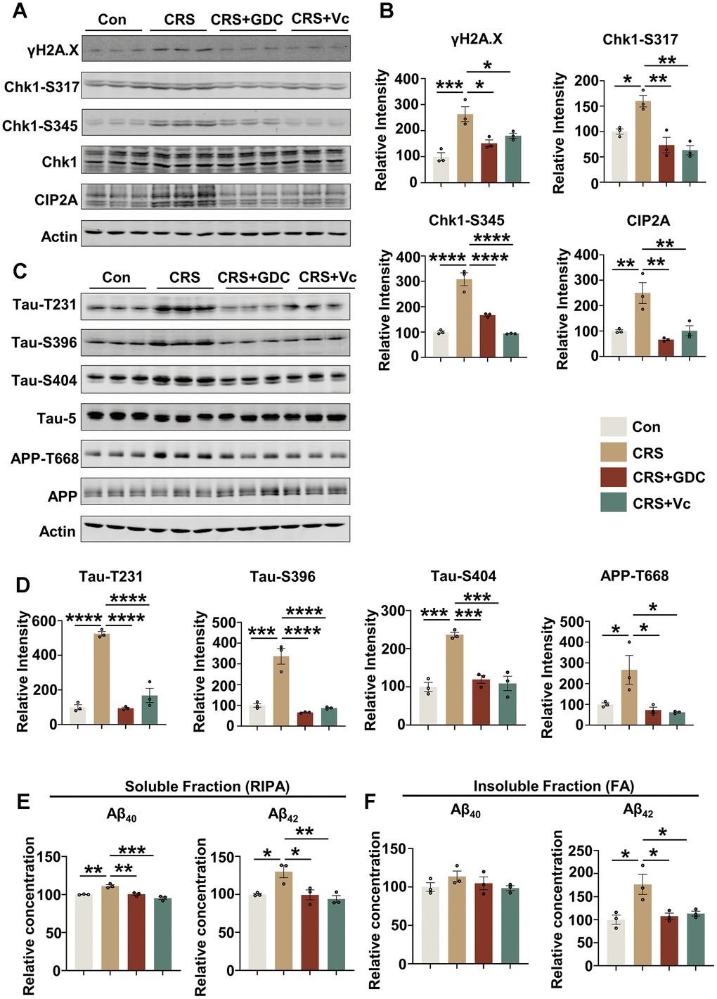 Vitamin C and Chk1 inhibitor reduce DNA damage, Chk1 activation and CIP2A expression, decrease tau phosphorylation and Aβ levels in hippocampus of mice exposed to chronic stress. (A) Representative immunoblots of γH2A.X, Chk1-pS317, Chk1-pS345, Chk1, CIP2A, β-actin in hippocampal tissues of mice in different groups. (B) Quantification of the relative protein levels; non-phosphorylated proteins such as γH2A.X and CIP2A were normalized to the β-actin levels; phosphorylated Chk1-pS317, Chk1-pS345 were normalized to total Chk1. n = 3 per group. (C) Representative immunoblots of Tau-pT231, Tau-pS396, Tau-pS404, Tau-5, APP-pT668, APP, β-actin in hippocampus of mice in different groups. (D) Quantification of the relative protein expression levels; phosphorylated Tau-pT231, Tau-pS396, Tau-pS404 and APP-pT668 were normalized to Tau-5 and total APP respectively. n = 3 per group. (E) The Aβ40 and Aβ42 in soluble fraction of hippocampal tissues in different groups were detected by ELISA kit. n = 3 per group. (F) The Aβ40 and Aβ42 in insoluble fraction of hippocampal tissues in different groups were detected by ELISA kit. n = 3 per group. All data represent mean ± SEM *PPP P 